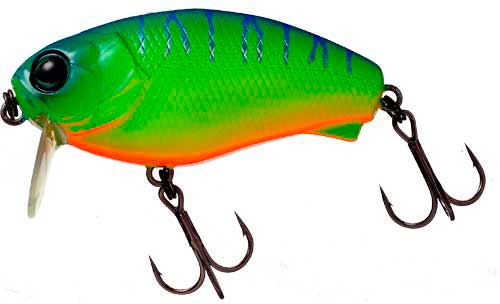 Blueback Tiger