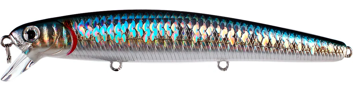 ZEBRA MS AMERICAN SHAD