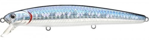 ZEBRA MS AURORA BK