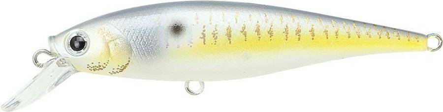 GOLD THREADFIN SHAD