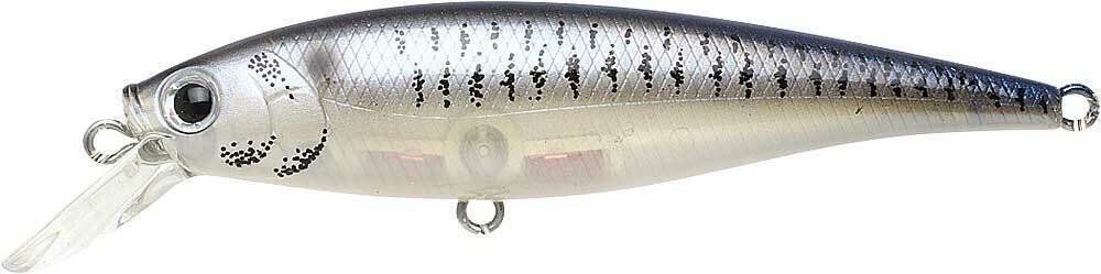 LIVE STRIPED SHAD