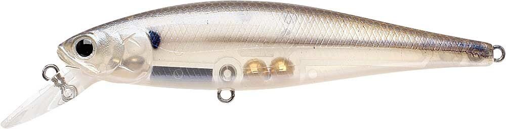 STRIPED SHAD