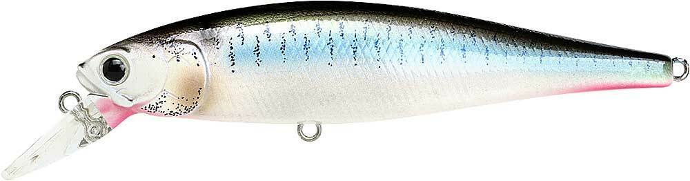 LIVE THREADFIN SHAD