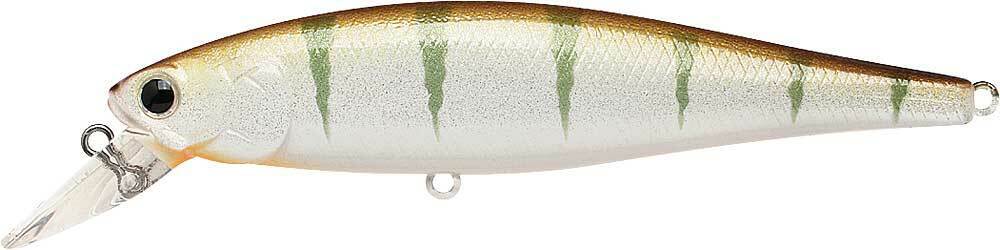 NORTHERN SUCKER