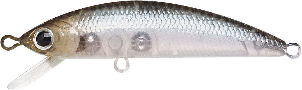 GHOST MINNOW