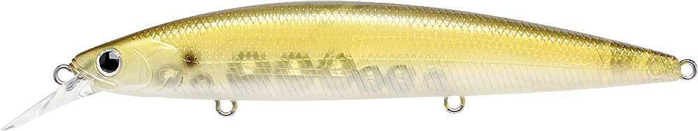 GOLDEN SHINER
