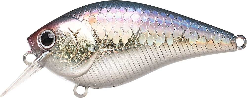MS AMERICAN SHAD