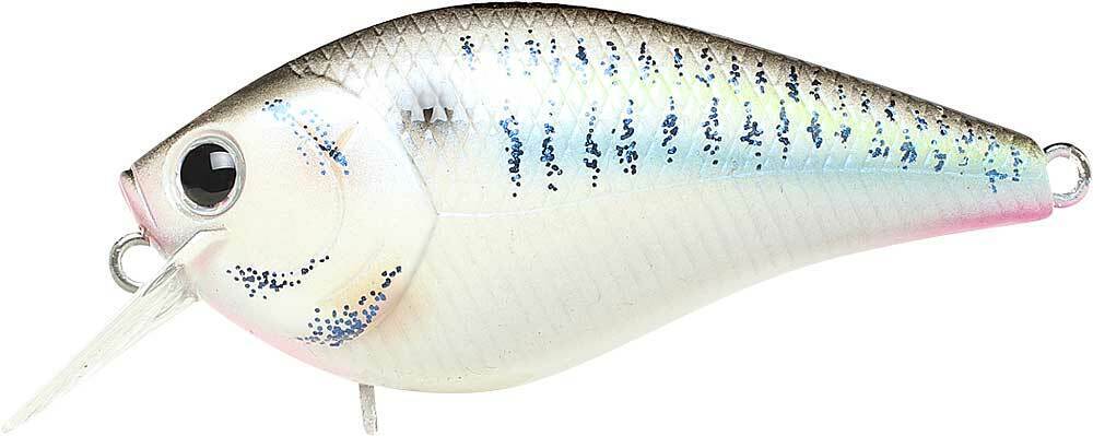 LIVE THREADFIN SHAD
