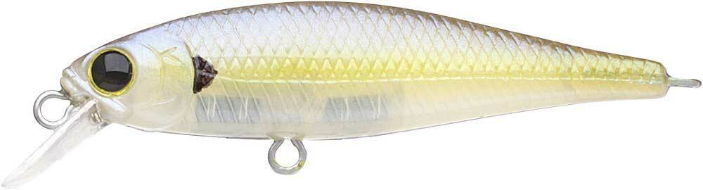 CHARTREUSE SHAD