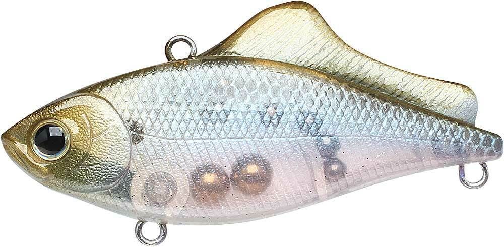 GHOST MINNOW