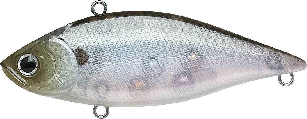 GHOST MINNOW