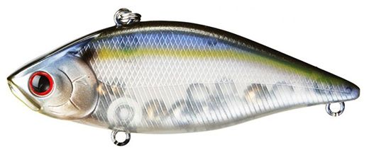 GHOST THREADFIN SHAD